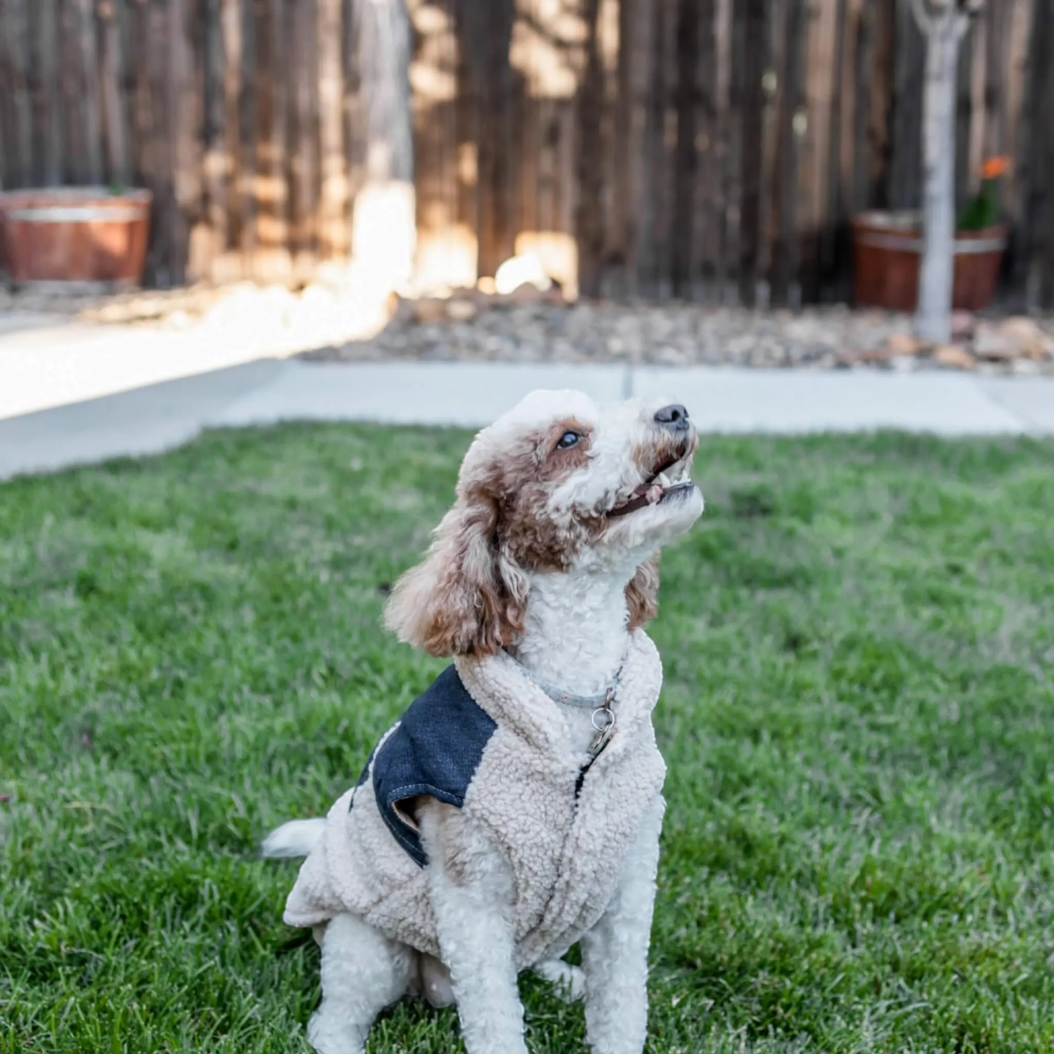 Cambridge Dog Coat