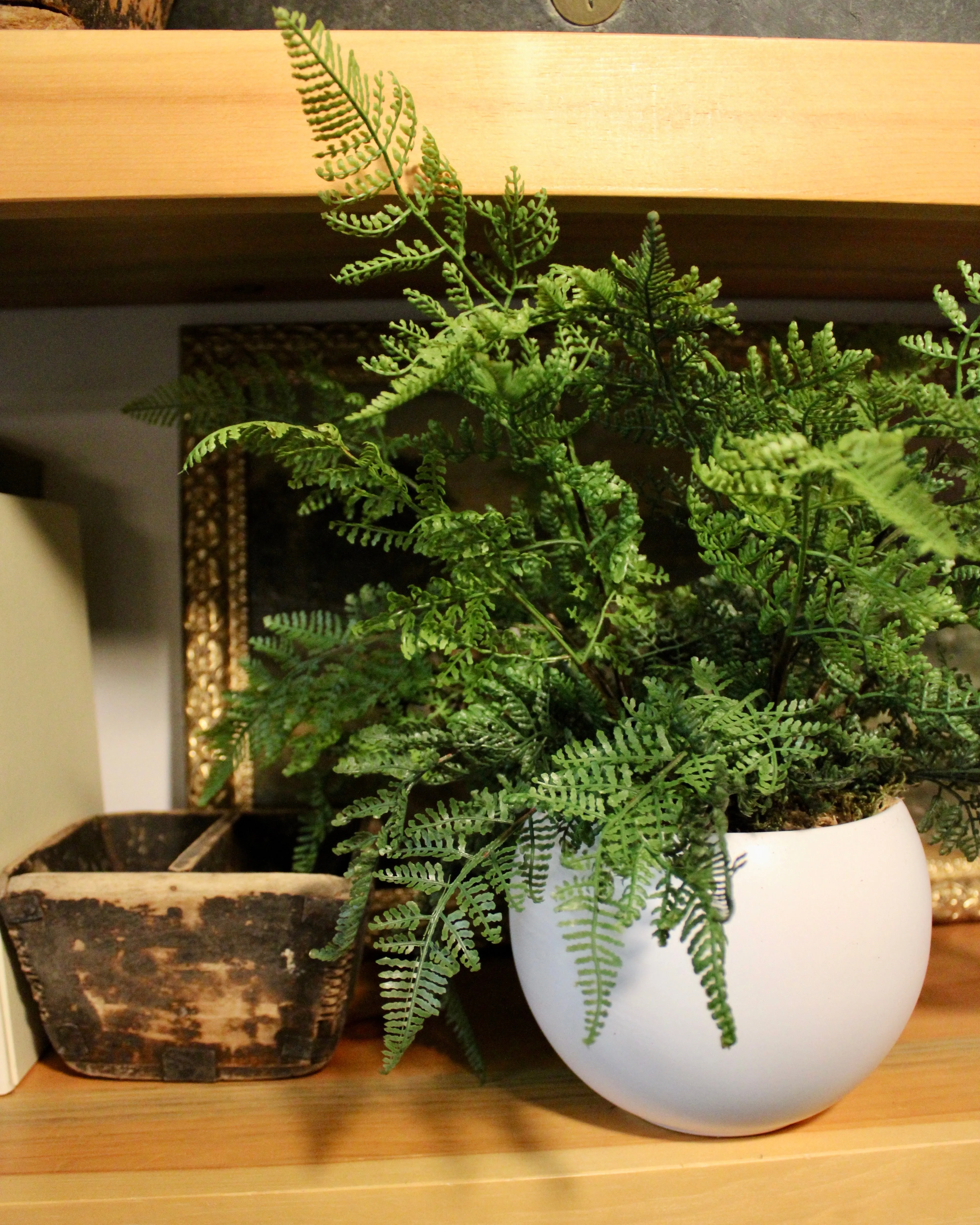 Potted Leather Fern