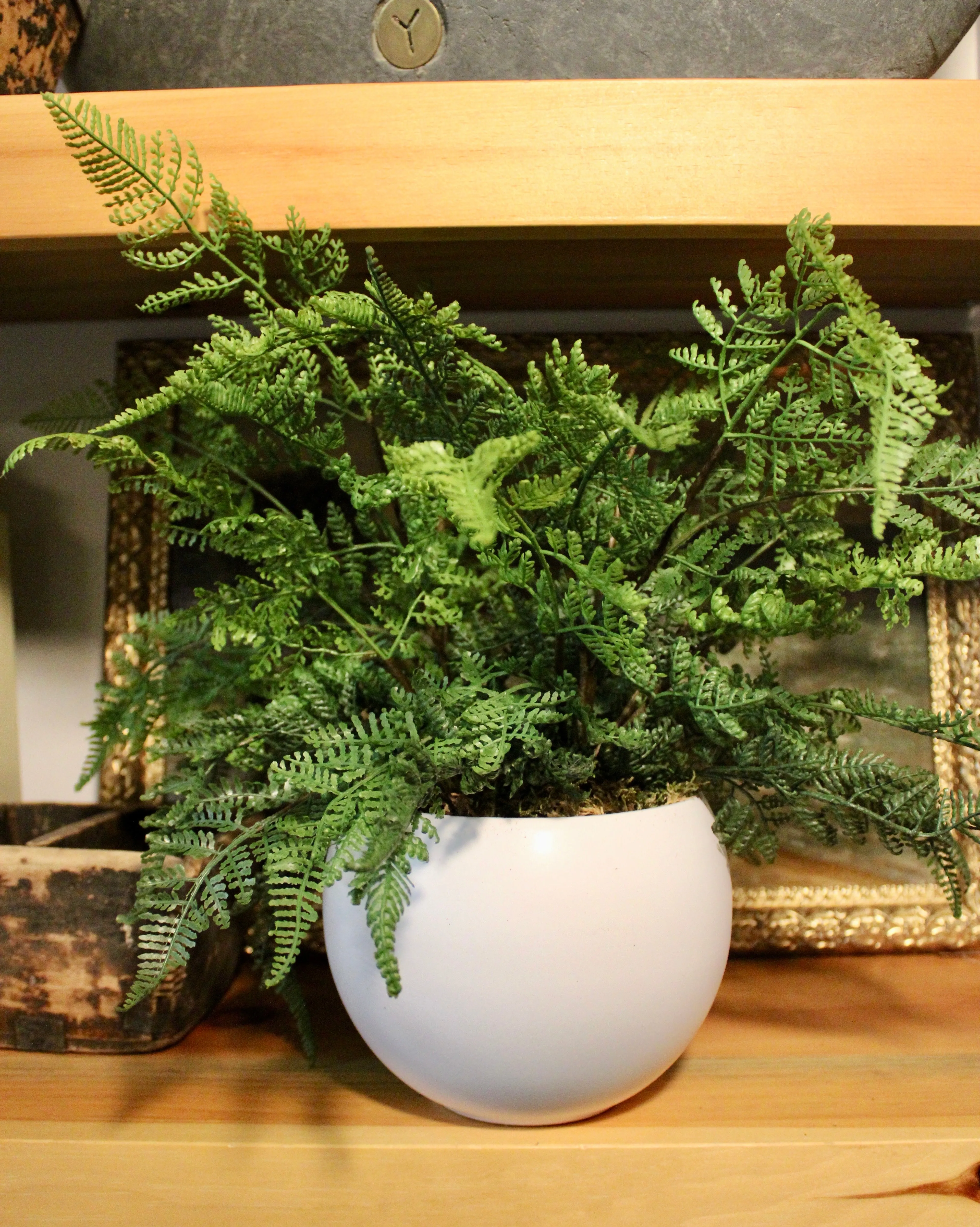 Potted Leather Fern