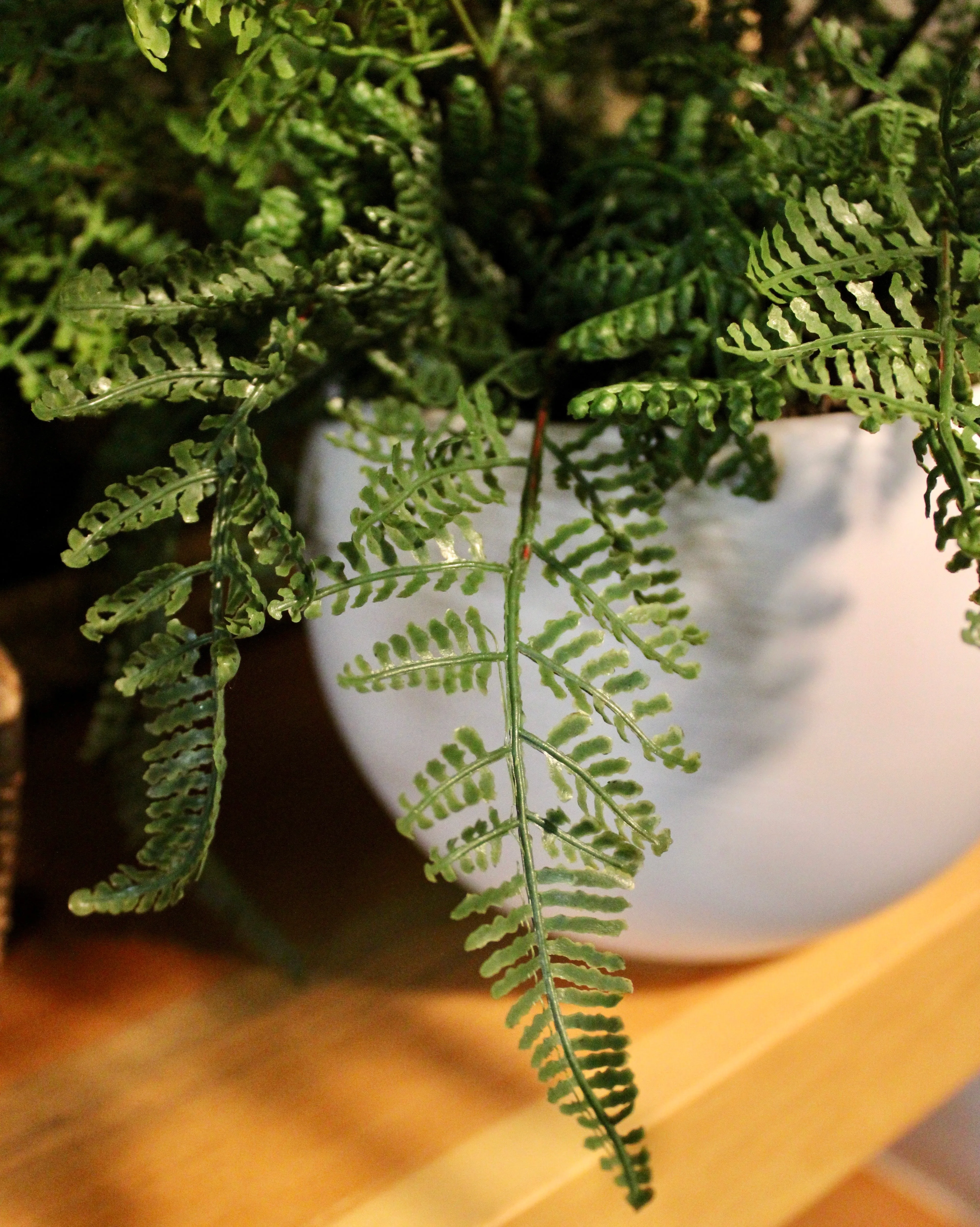 Potted Leather Fern