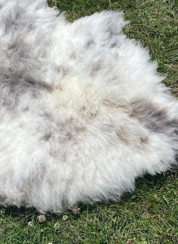 Raccoon British Sheepskin Rug