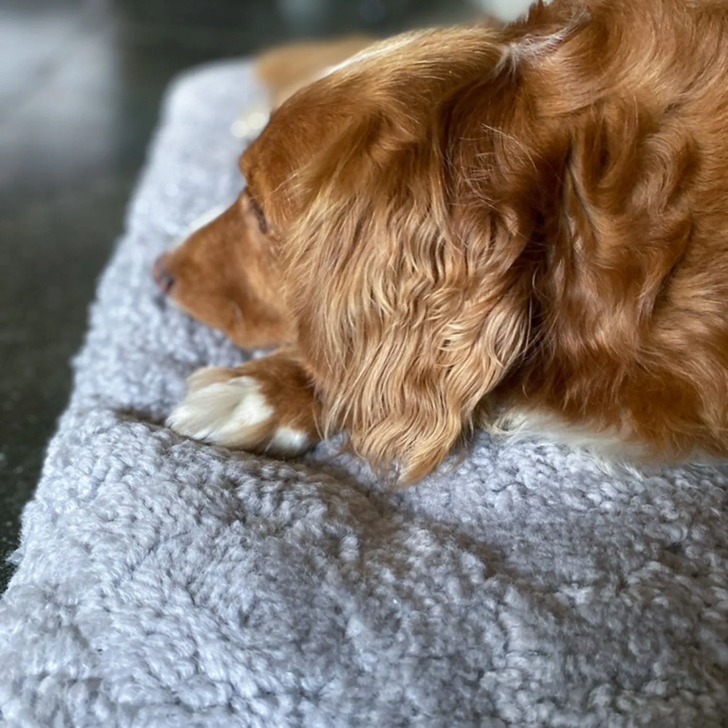 Small Padded Curly Sheepskin Pet Bed Grey